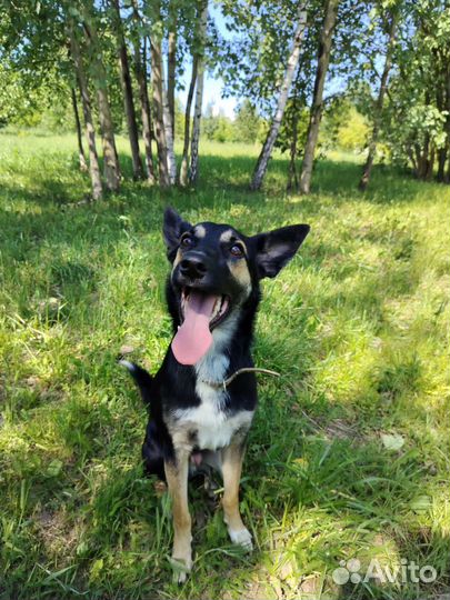 Собака в добрые руки щенок мальчик