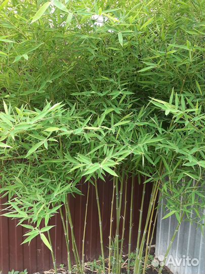 Бамбук садовый