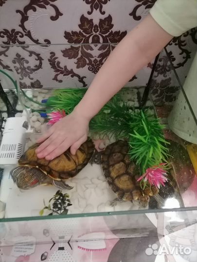 Красноухая черепаха с аквариумом