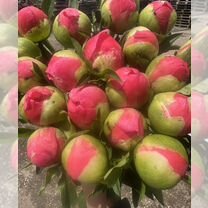 Пионы оптом, Санкт-Петербург