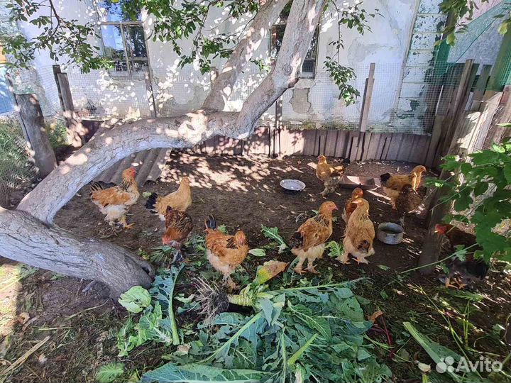 Петухи брамские