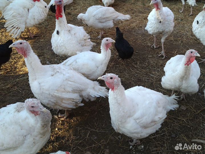 Индюки индюшки индейки