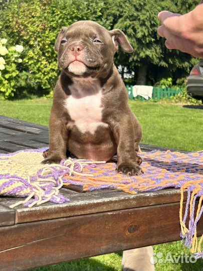 Американский булли покет,классик