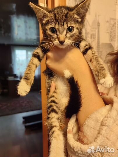 Котенок мальчик