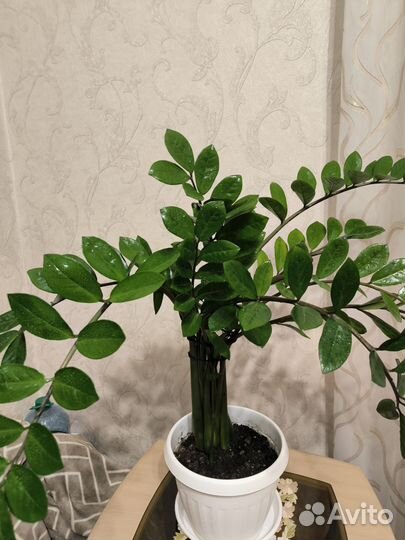 Замиокулькас