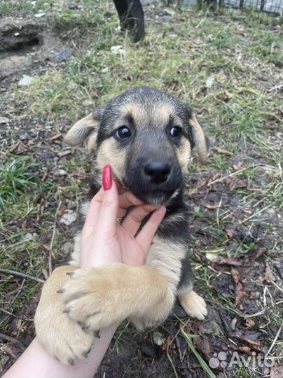 Щенок в добрые руки