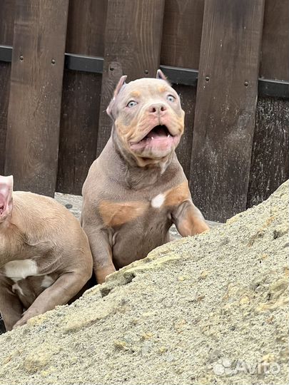 Американский булли