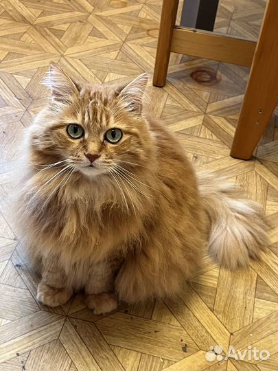 Отдам кошку