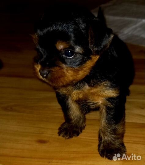 Йоркширский терьер