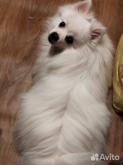 Немецкий шпиц вязка мальчик