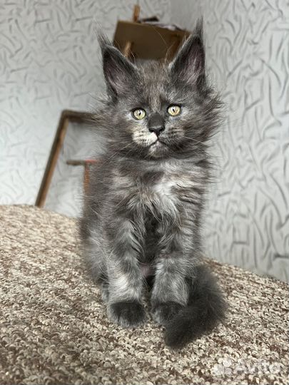 Мейн-кун котенок