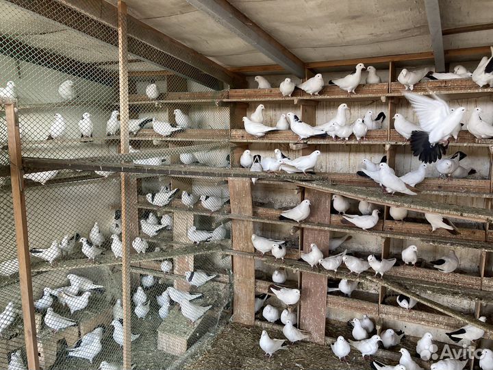 Голубь бакинские породистые