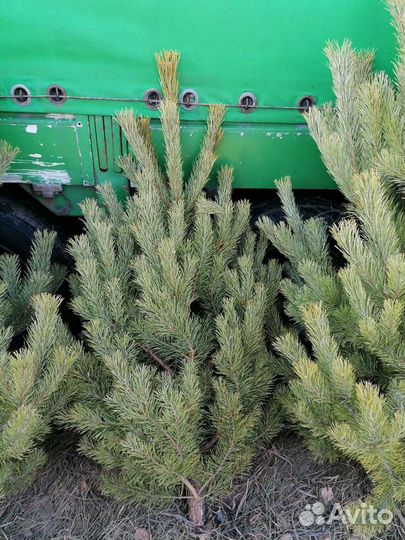 Сосна Для Нового Года Оптом