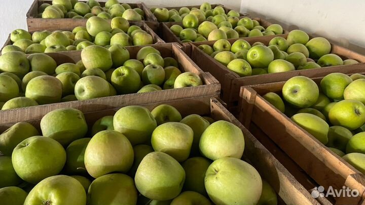 Яблоки симиренко