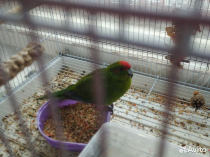 Птицы какарики