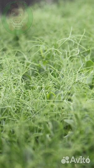 Семена для микрозелени /домашний бизнес