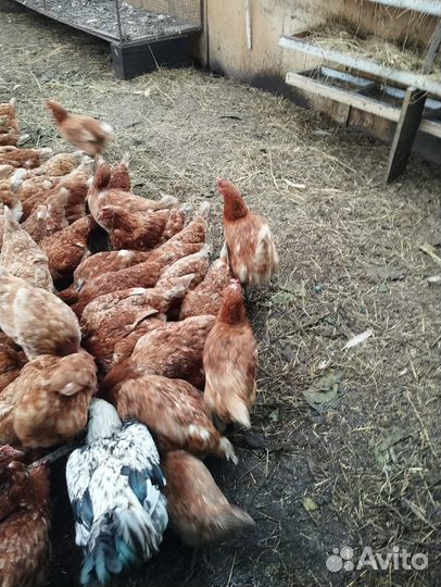 Куры несушки