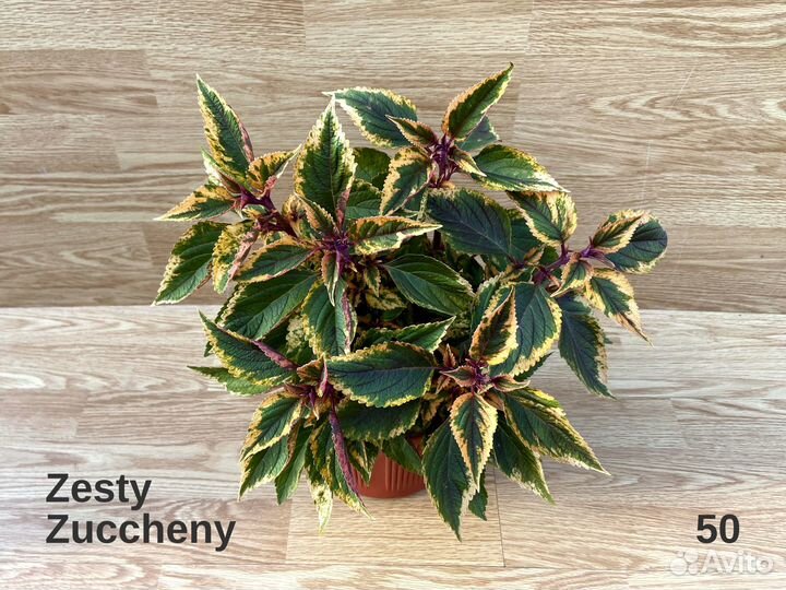 Колеусы срезы