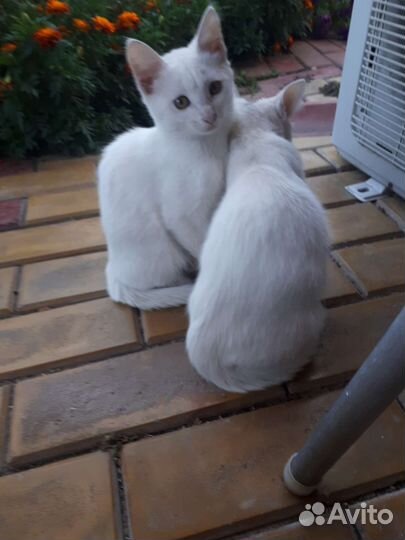 Отдам бесплатно 3 кошечек