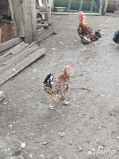 Инкубационное яйцо кур