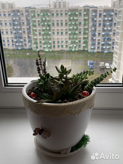 Суккуленты