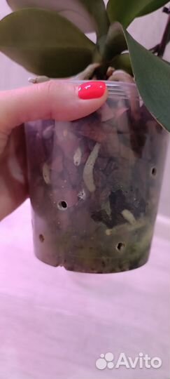 Орхидея фаленопсис мультифлора