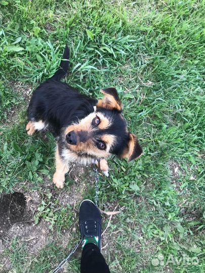 Сторожевая собака