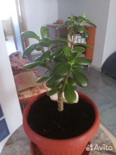 Красула толстянка