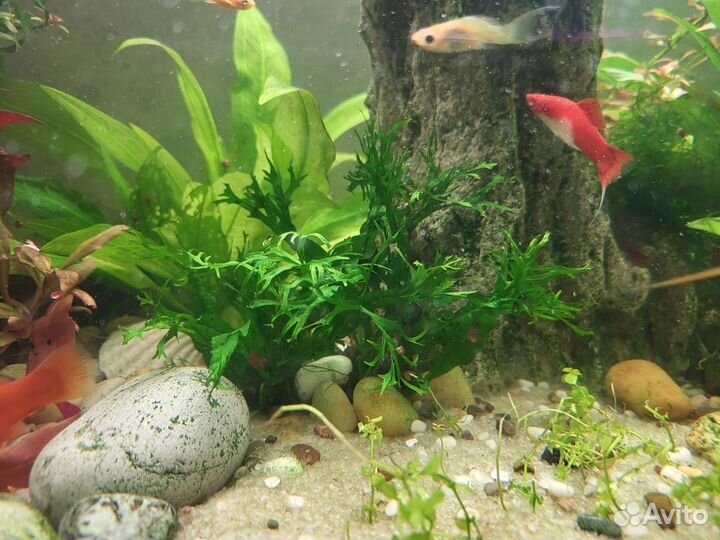 Аквариумные рыбки, креветки и растения
