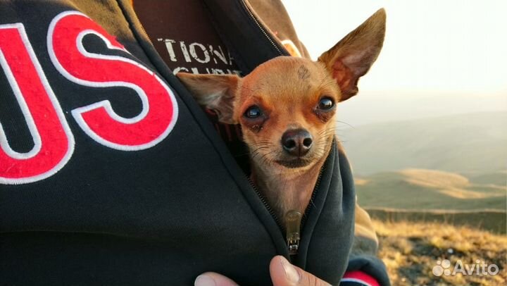 Мини Той-терьер