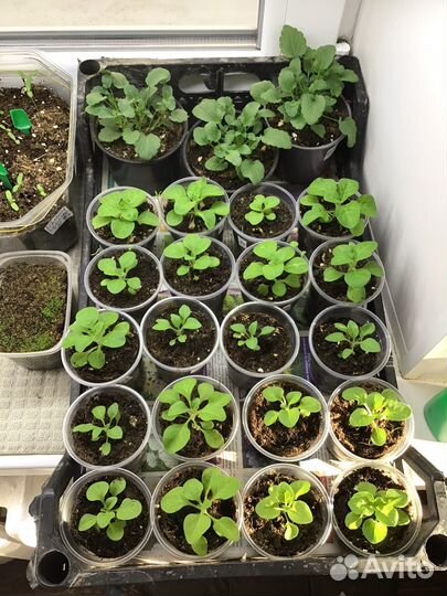 Комнатные цветы