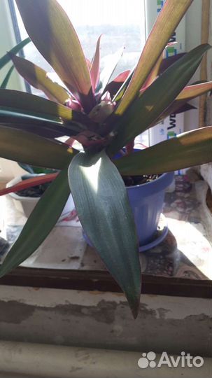 Комнатные цветы