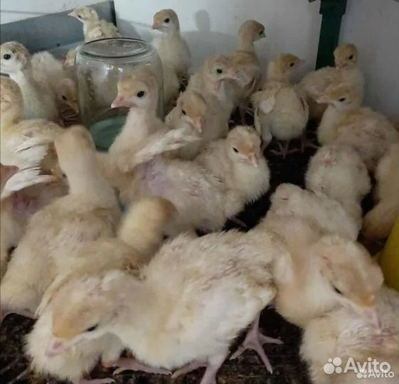 Индюшата хайбрид конвертер, на 31 мая