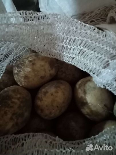 Семенной картофель гала