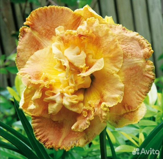 Лилейник Нейчерс краун