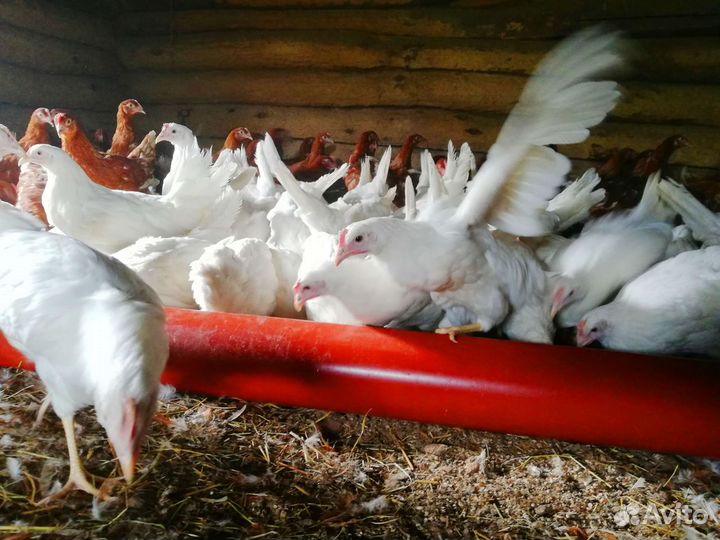 Домашние куры