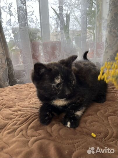 Черный котенок