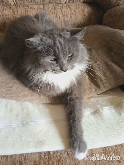 Сокровище кошечка Асечка