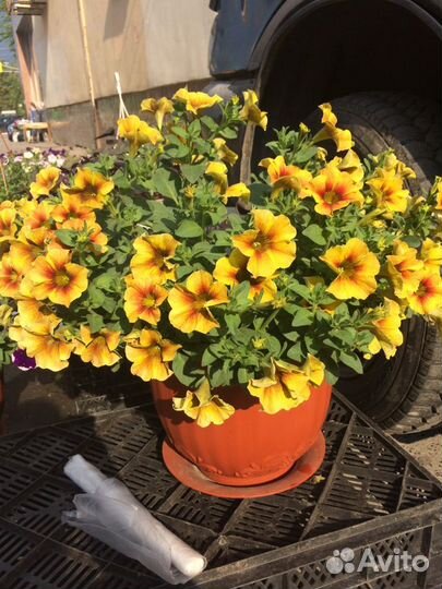 Рассада вегетативной петунии