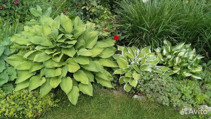 Кувшинки, хосты