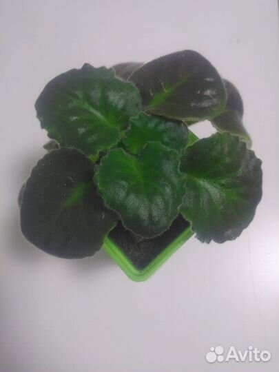 Детки сортовых фиалок