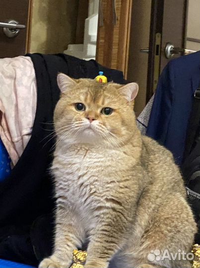 Британская золотая шиншилла вязка