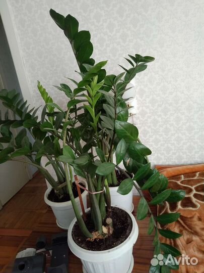 Замиокулькас