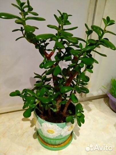 Толстянка, денежное дерево