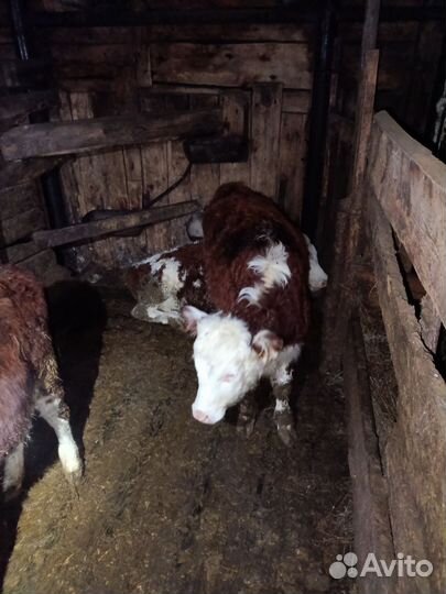 Телки казахские белоголовые