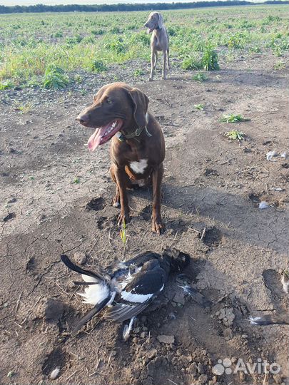 Щенки курцхаара