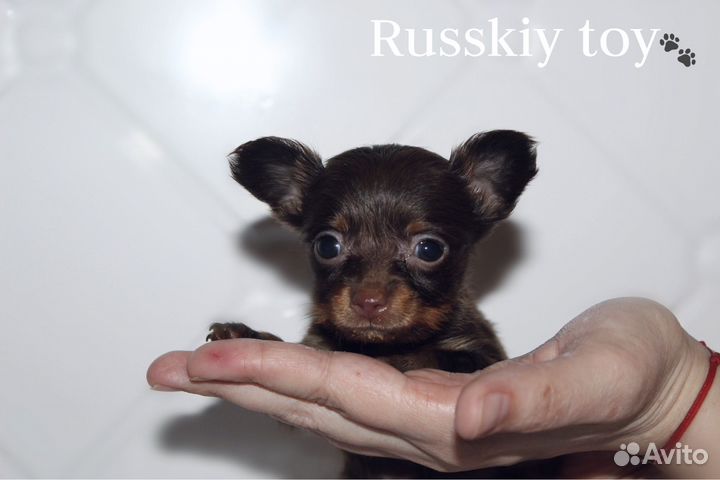 Щенки русский той длинношерстный