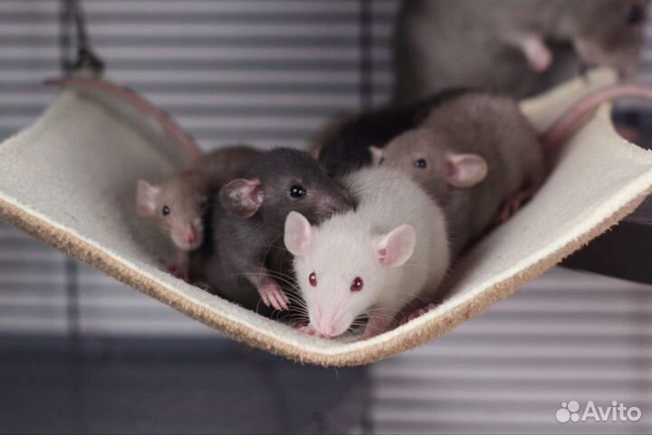 Декоративная крыса дамбо