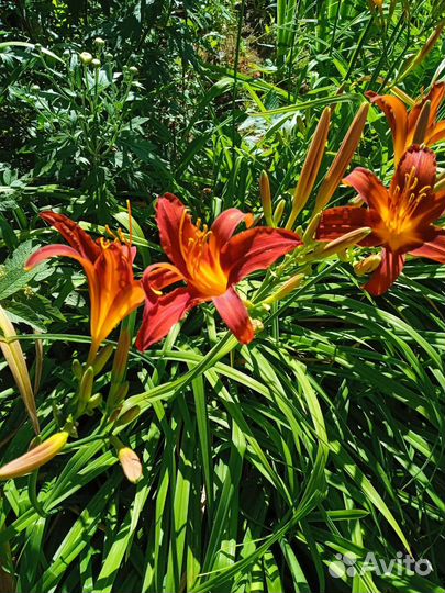 Лилейник сортовой