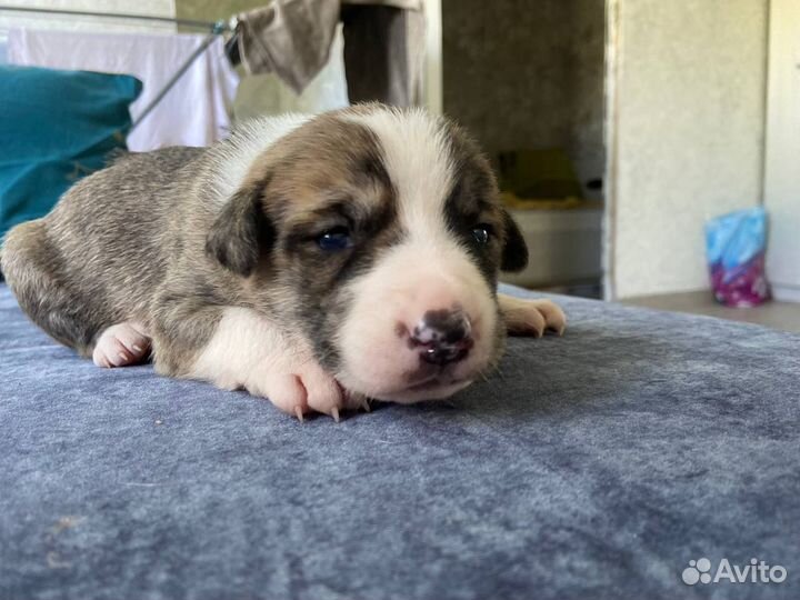 Щенки стаффорда